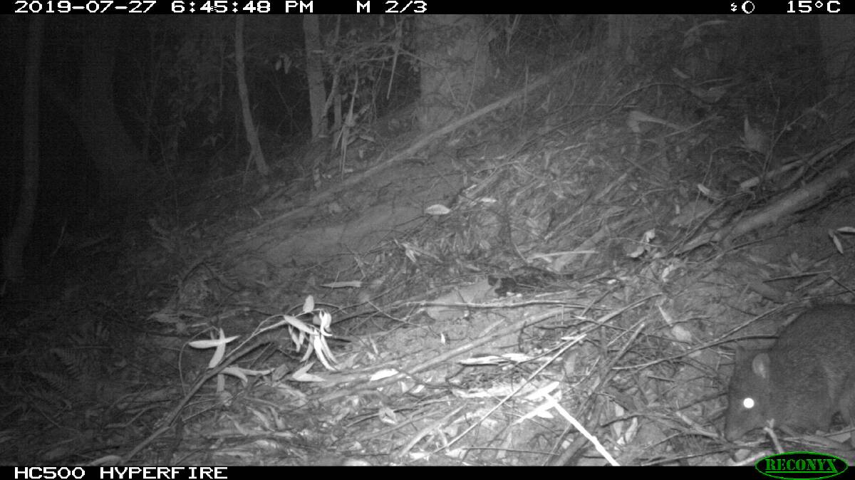 Long-nosed Potoroo caught by the camera (bottom right)