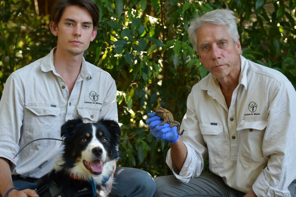 Jack and Brad Nesbitt from Canines for Wildlife with their Border Collie Fenrir and the (unnamed) male cane toad used for training and demonstration purposes