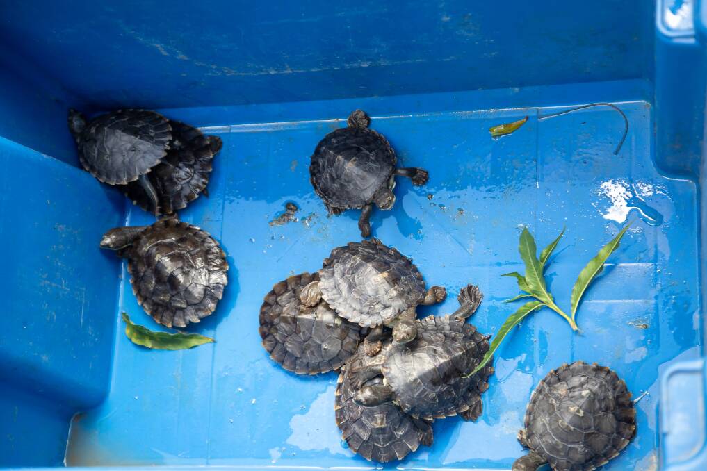 Bellinger River snapping turtles ready to be released. Image: Brent Mail
