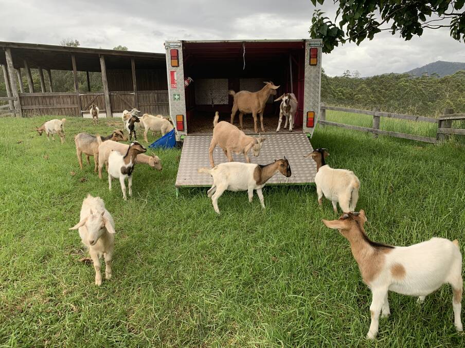 Goats with the trailer that is also their home away from home