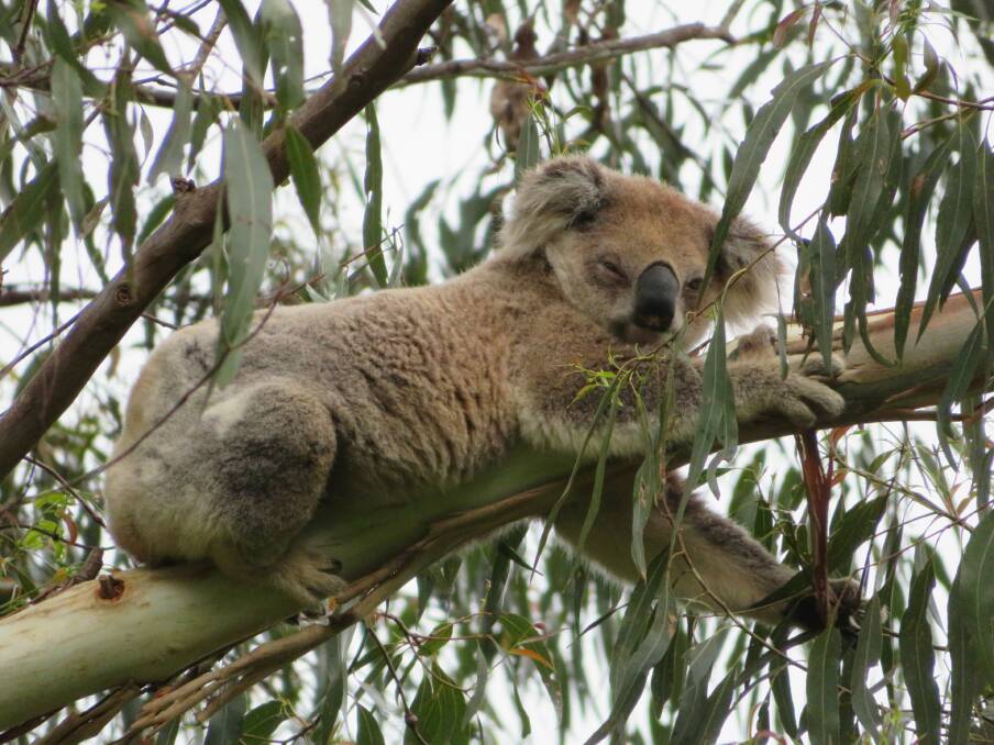 Bongil Bongil National Park koala. Photo Martin Smith