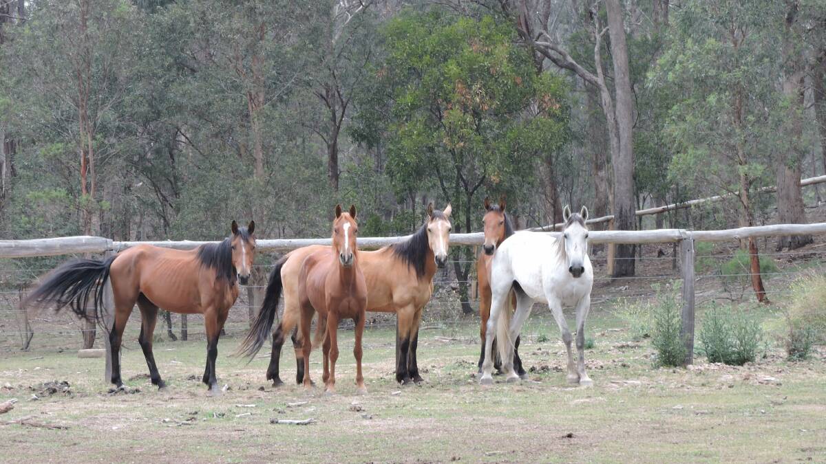 Horses from Guy Fawkes River NP ready for rehoming