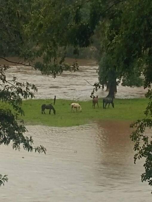 Buffalo's brumbies stranded by flood waters yesterday. Photo by Niko Bo