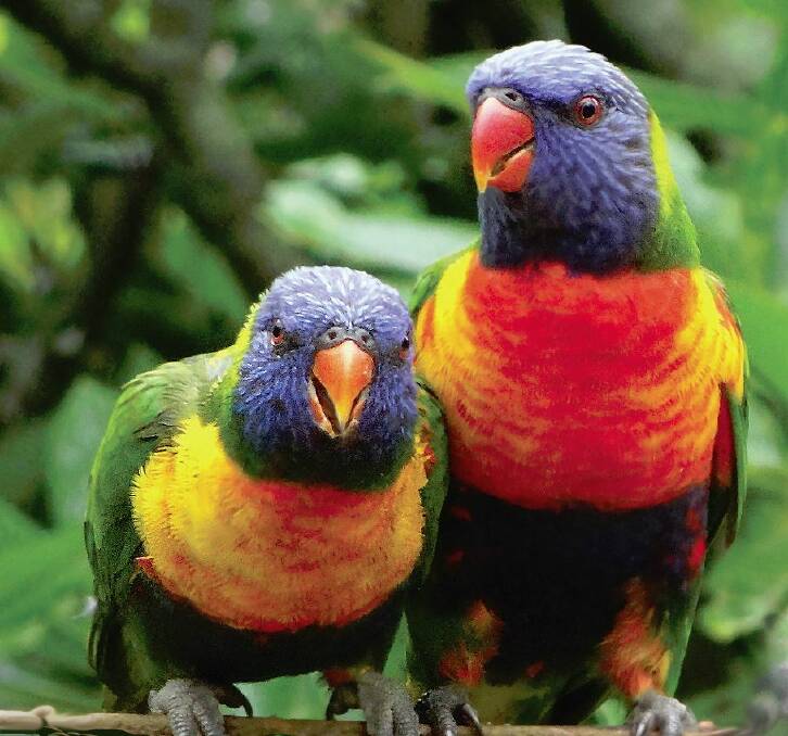 A pair of Rainbow Lorikeets. Photo Gisela Kaplan