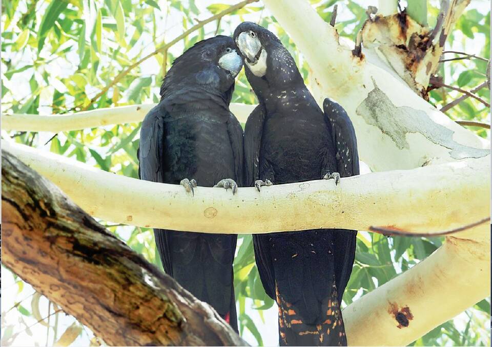 A pair of Red-Tailed Black Cockatoos. Photo Gisela Kaplan