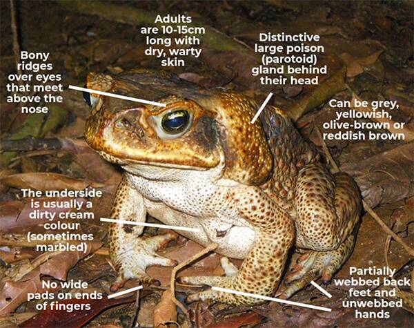 This is a cane toad