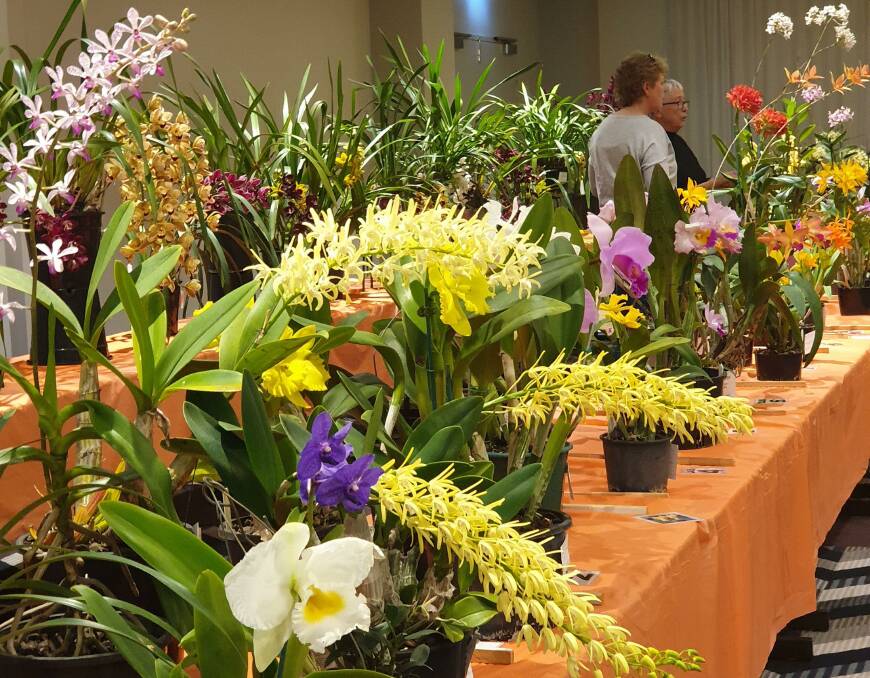 Orchids on display at the August show. Photo supplied.