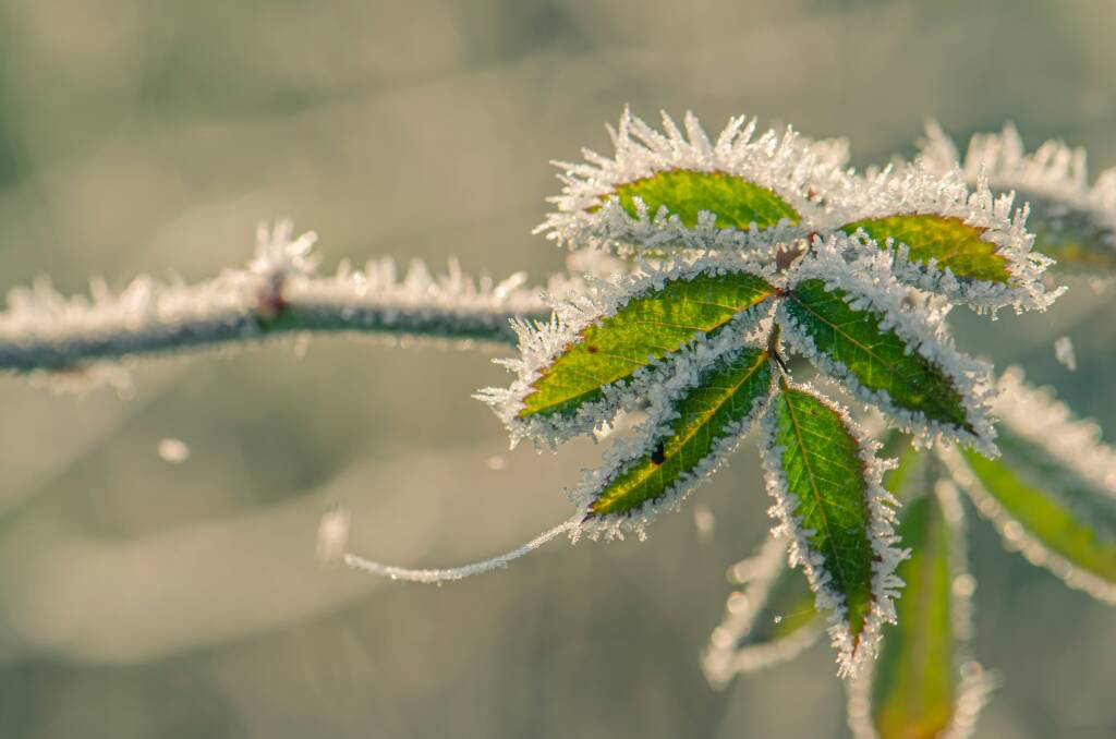 Frost-tender and cold-sensitive plants require extra attention to ensure they survive winter. Picture: Shutterstock.
