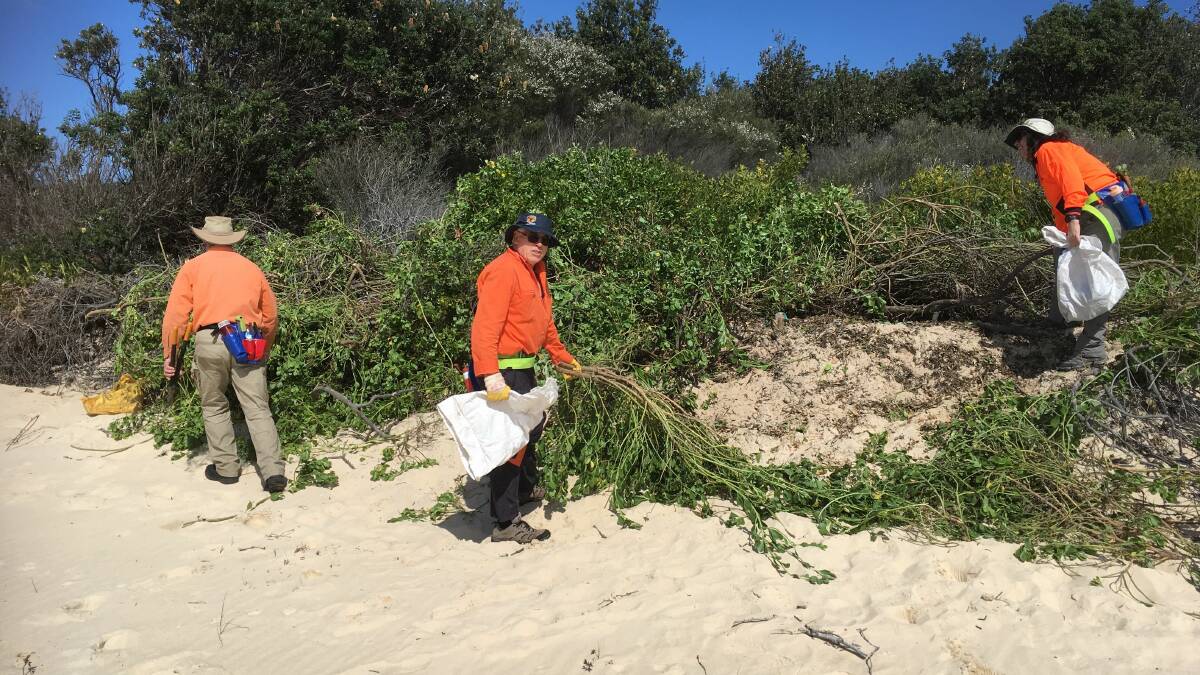 Visiting Volunteers with SWR Community Dune Care tackle some big bitou bushes at South Smoky beach in September.