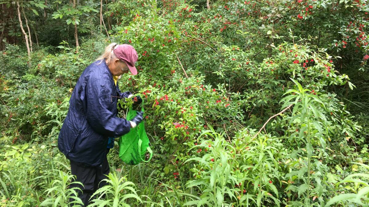 The NSW Environmental Trust helps SWR Community Dune Care volunteers overcome weed infestations, like this ochna at Back Creek.