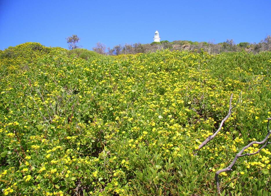 BEFORE: Bitou bush infestation under Smoky Cape lighthouse before South West Rocks Dune Care volunteers tackled the weed.