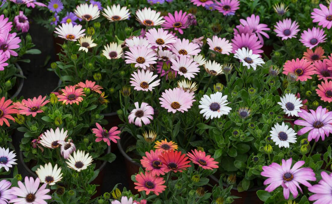 Daisies provide colourful groundcover.