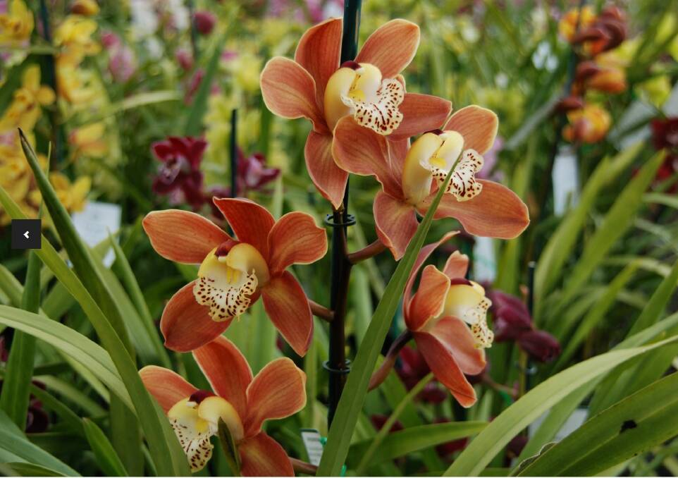 Orchid society will hold its annual orchid show on Saturday, August 18. Photo: Tracey Suter.