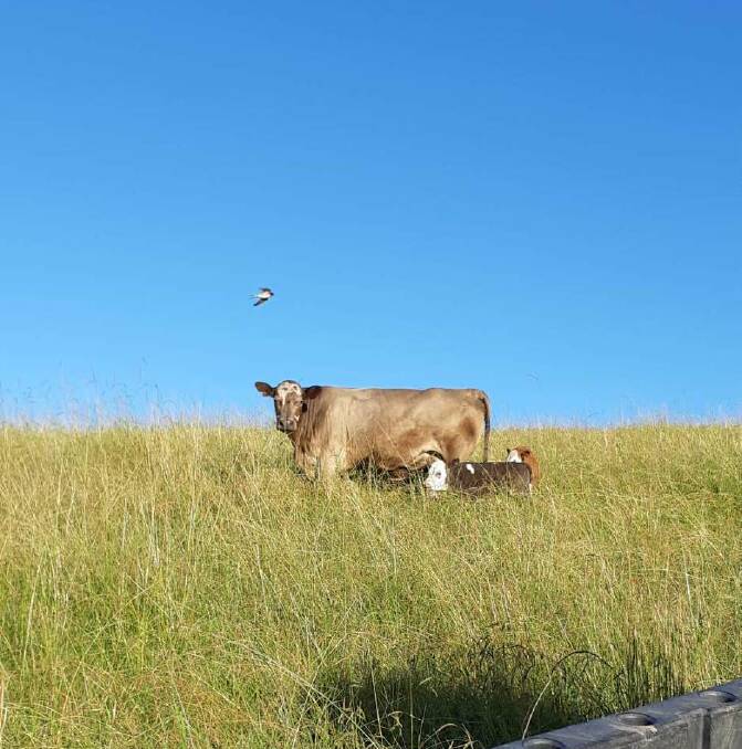 AGAINST ALL ODDS: The abandoned calf trying to suckle from another cow after his mother disowned him. Photo: Terry Welsh
