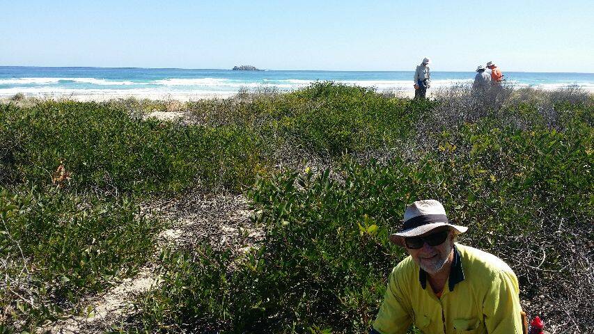 SWR Community Dune Care secretary Alan Hill (pictured foreground) said 31 volunteers removed an estimated 65,000 bitou bush seedlings at South Smoky Beach in September.