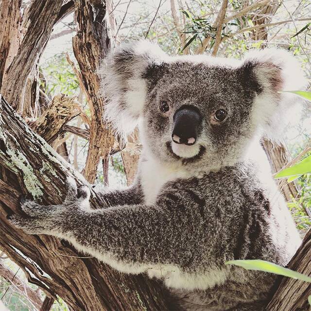 With the koala breeding season from now through to February, residents are encouraged to report any sightings of koalas to Council. Photo by Mick Gray