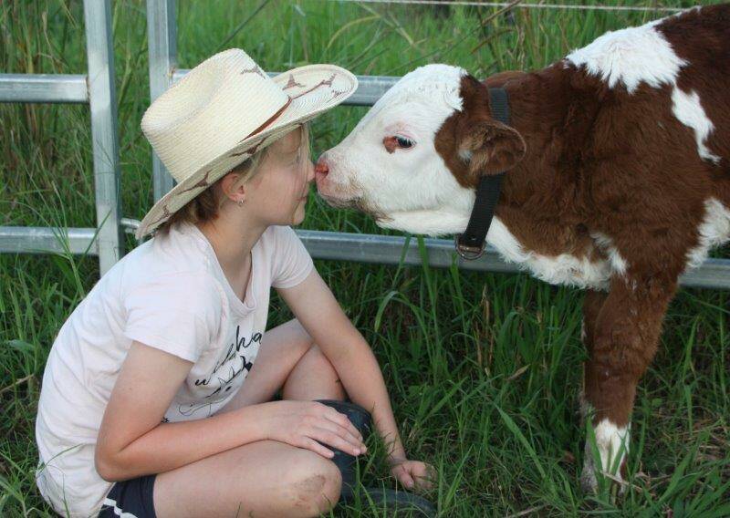 BORN AGAIN: After he was feared dead, this little calf survived all odds and is now part of the family. Photo: Emily Gough