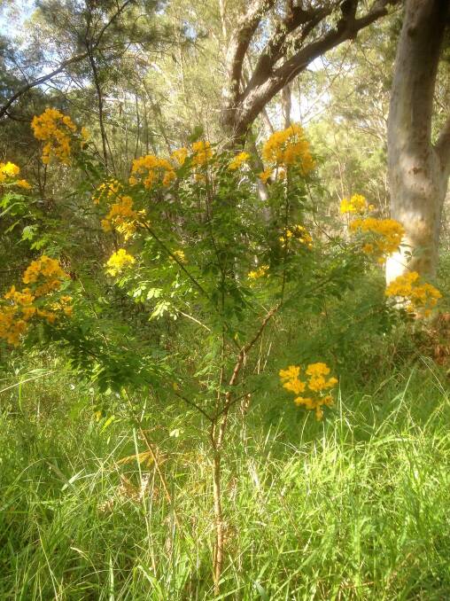Removing this Cassia plant (Senna pendula) from your garden and roadsides will stop the seeds spreading to public bushland maintained by SWR Community Dune Care volunteers.