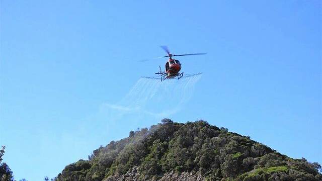 WEED MANAGEMENT: Aerial spraying of bitou bush on the fringes of Macleay beaches began this week.