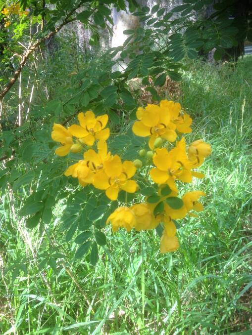 Pretty as it may be, Cassia (Senna Pendula) is a real pest.