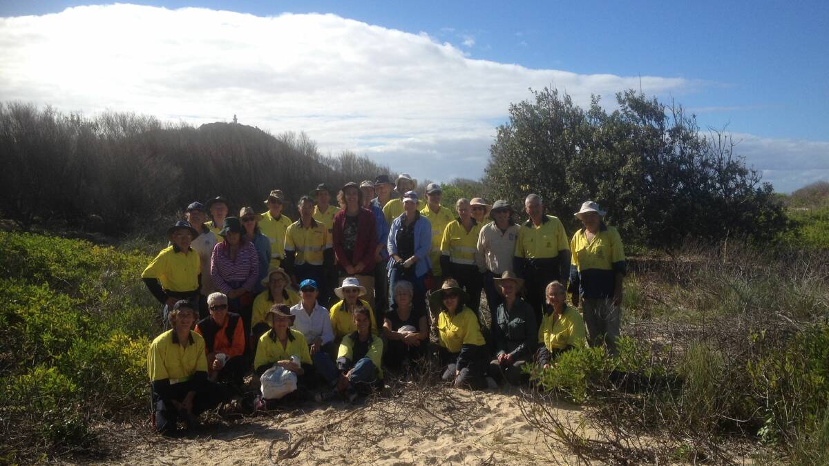 Dune Carers removed bitou bush seedlings over 3 hectares of dunes at South Smoky Beach in May. Photo: Caroline Adams.