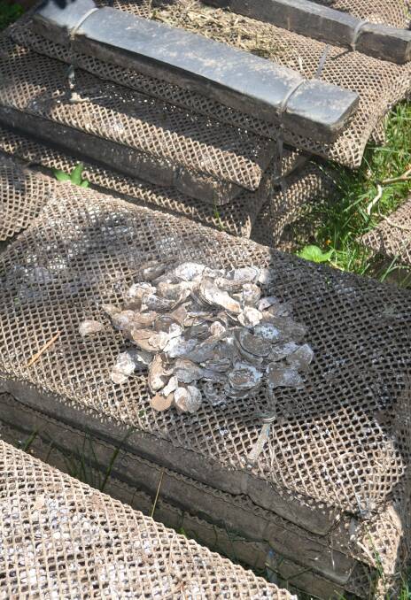 Dead oysters from this season. Photo: Lachlan Harper 
