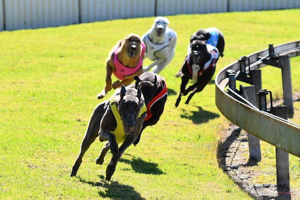 Kempsey Greyhound race track meet last year. Photo: File 