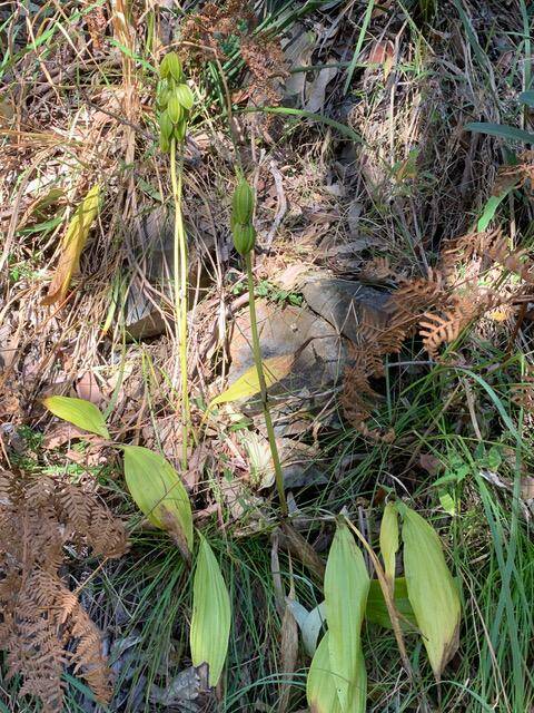 Threatened orchid found by novice bushcarer. Photo: Supplied 