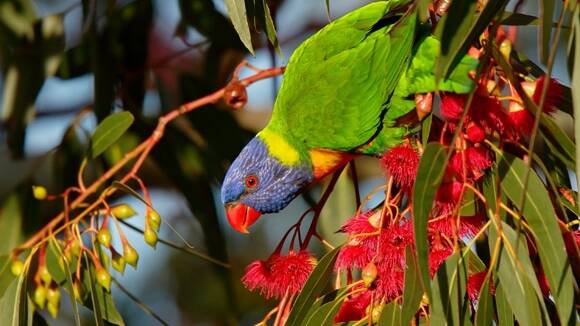 Rainbow lorikeet. Photo: Birdlife Australia.