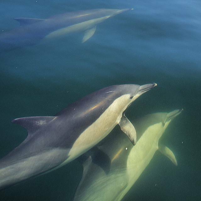 Dolphins spotted at Port Macquarie. Port Macquarie Council makes up part of the JOMNCC. Photo: @jodie_lowe88 on Instagram.