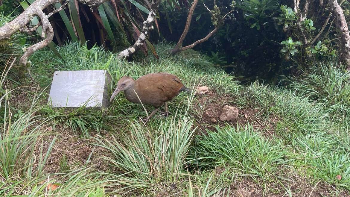 Woodhen on the top of Mount Gower, Lord Howe Island. Photo: Liz Langdale. 