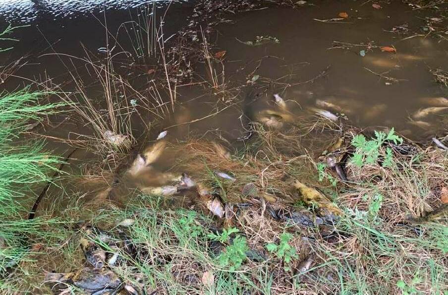 Sad reality: Hundreds of thousands of fish are expected to have died in the Macleay River . Photo: Arthur Bain 
