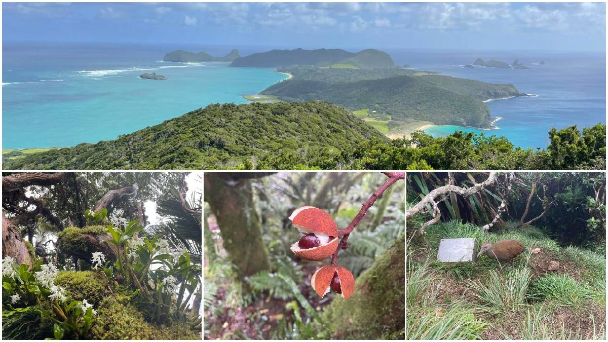 Lord Howe Island is experiencing an 'ecological renaissance' thanks to its rodent eradication program. Photos: Liz Langdale. 