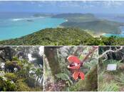 Lord Howe Island is experiencing an 'ecological renaissance' thanks to its rodent eradication program. Photos: Liz Langdale. 