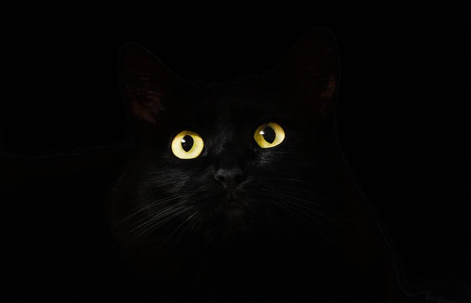 A black cat crossing your path is considered bad luck on Friday the 13th..