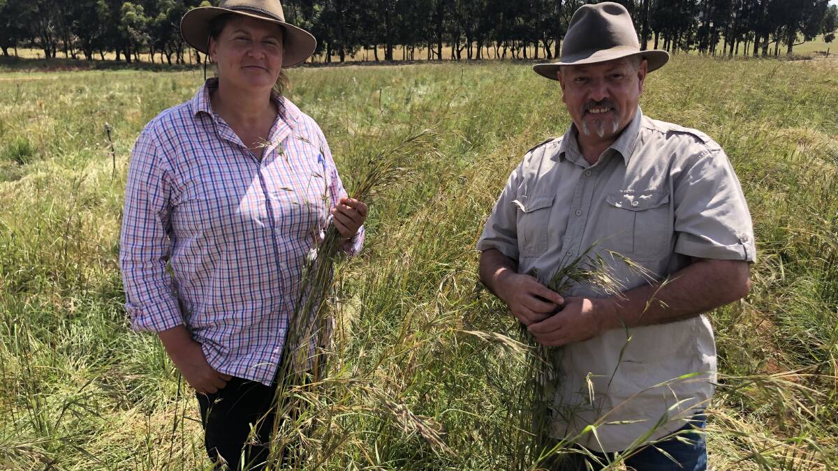 Latarnie McDonald and Rodney Carter want to see kangaroo grass become a viable crop. Picture: Tom Melville