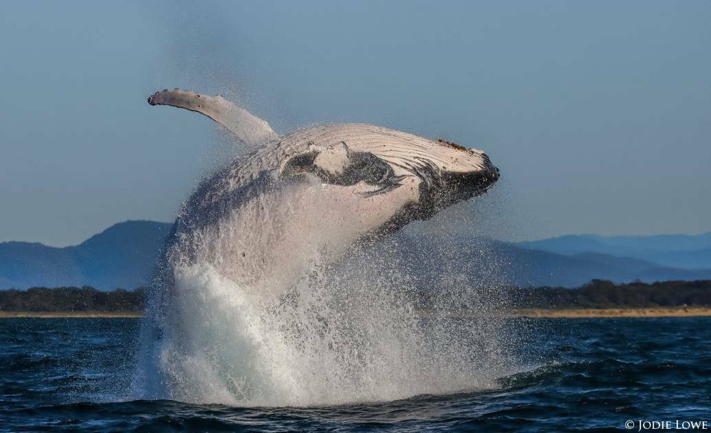 What a whale: Jodie Lowe snapped this fabulous shot while out on a whale watching cruise with Port Jet Cruise Adventures. Photo: Jodie Lowe's Marine Animal Photography