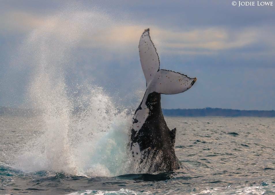 Whale tails: The 2021 ORRCA Whale Census is on Sunday, June 27. Photo: Jodie Lowe's Marine Animal Photography.