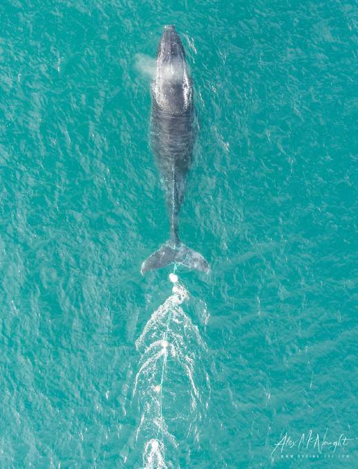 This image of the first entangled whale was snapped by photographer and ORRCA member Alex McNaught. It had 200m of rope trailing behind it. Photo: Alex McNaught