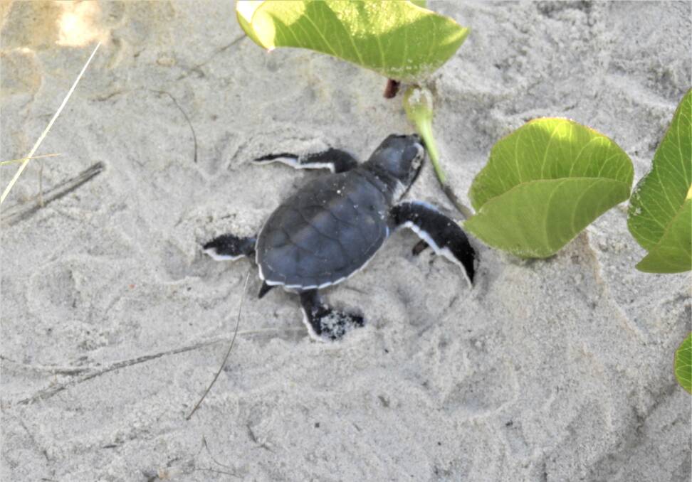 Over the next few weeks green and loggerhead sea turtles may be seen nesting on beaches on the Mid North Coast. Photo: Rick Pagotto