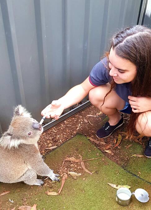 Teresa Cochrane's research involves analysing soil treatments applied to one of the Koala Hospital's long-term koala food tree plantation called Moripo
