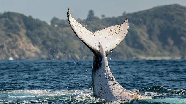 A whale gives onlookers a wave off Port Macquarie. Photo: JODIE LOWE