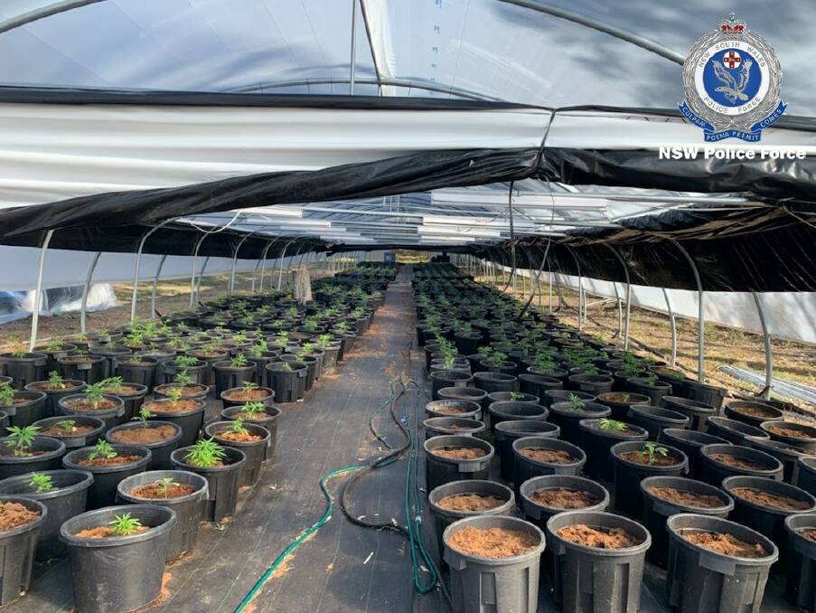 Police observed several greenhouses on the property which were found to contain an estimated 2000 cannabis plants varying in maturity. Photo: NSW Police.