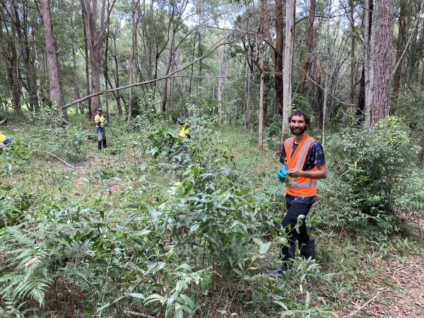 Dewayne Edwards and the Minyumai Indigenous ranger team undertaking weed control works at the Minyumai Indigenous Protected Area. Photo: Sarah Maclagan. 