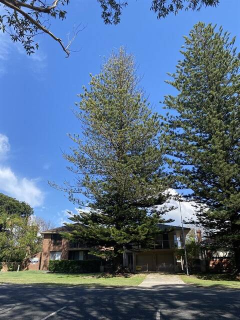 A diseased Norfolk pine tree in South West Rocks will be removed on November 16 after samples confirmed the tree has the fast-acting fungal infection Norfolk Pine Canker. Photo: KSC.