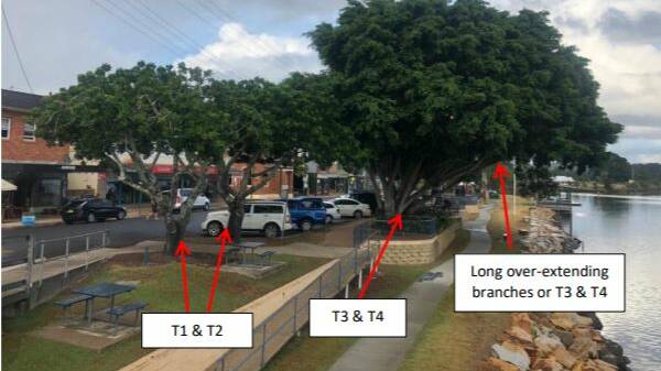 OVER-EXTENDED BRANCHES: Photo from the Arbpro report
