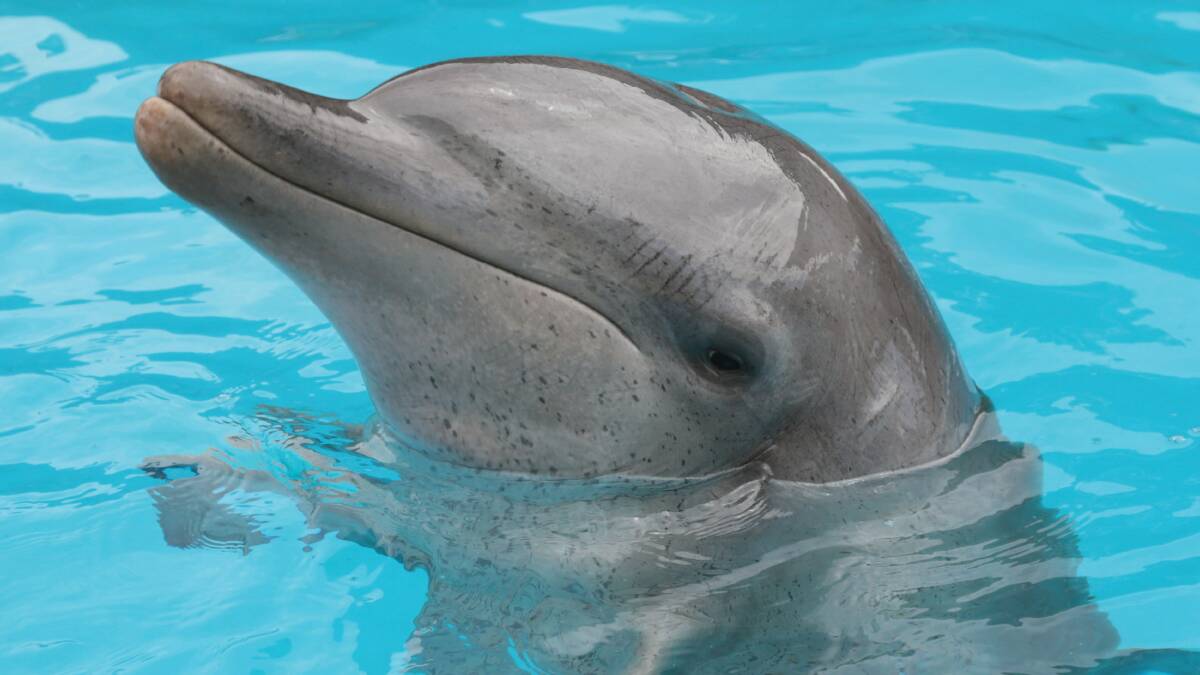 Dolphin born in the Nambucca River makes medical history