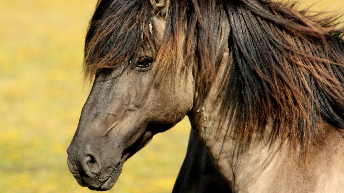 Brumbies: Heritage horses with a right to live in National Parks?