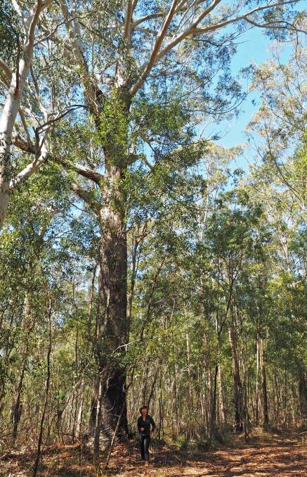 Logging to begin in Nambucca State Forest
