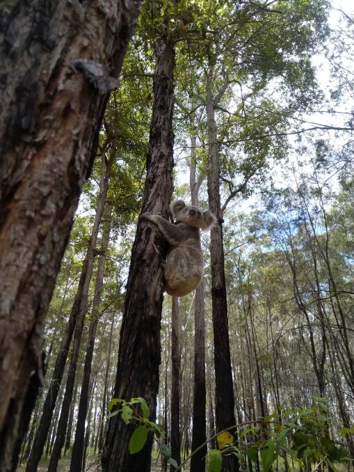 Hanging around: A koala in NSW